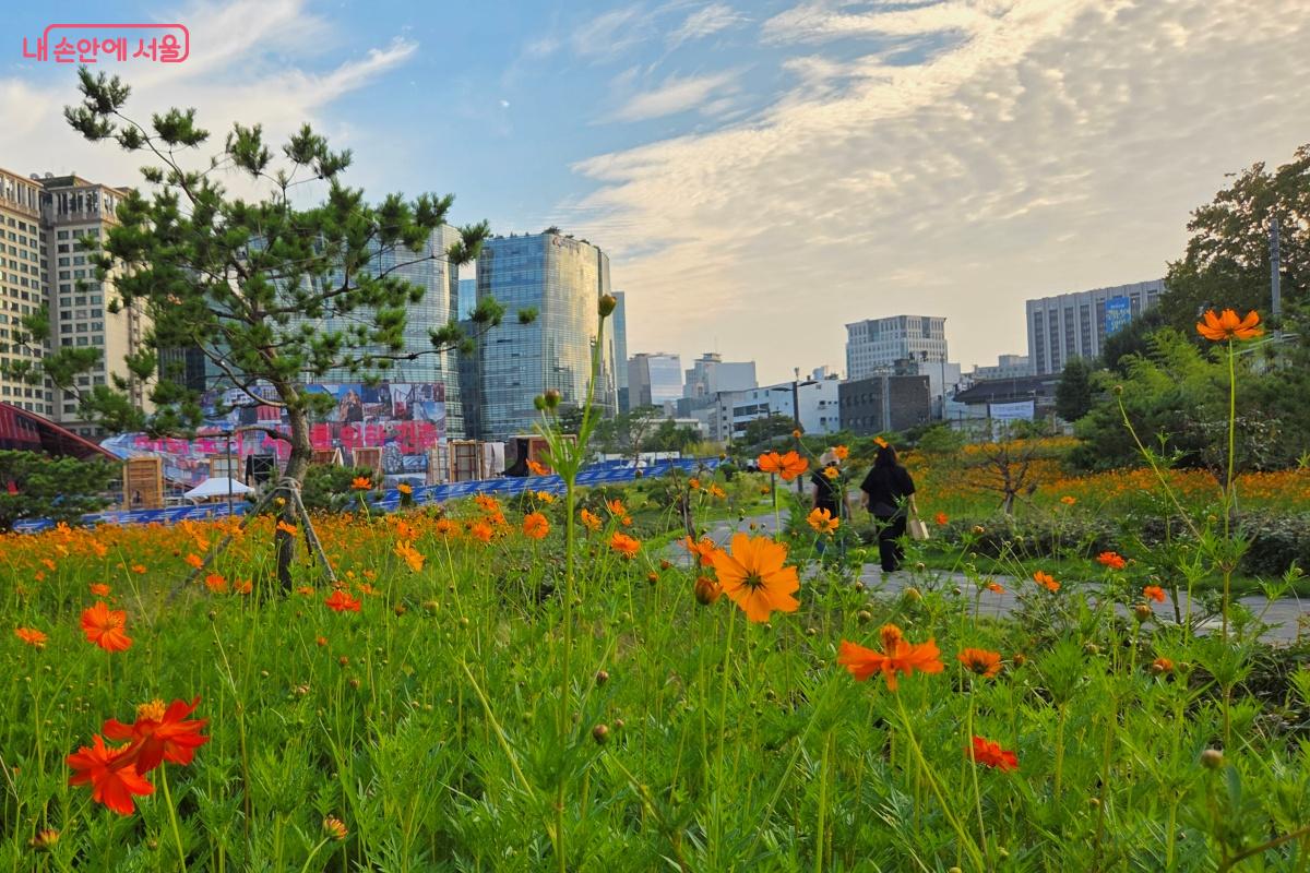 덕성여자중학교까지 이어진 산책로에 황화코스모스가 활짝 피었다. ©김미선