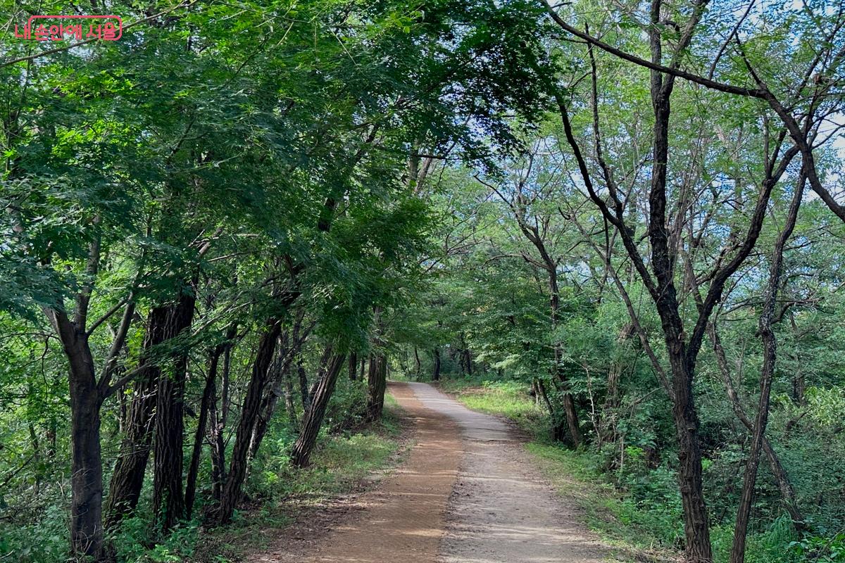 서울 서대문구 안산 가는 길 ©임수영