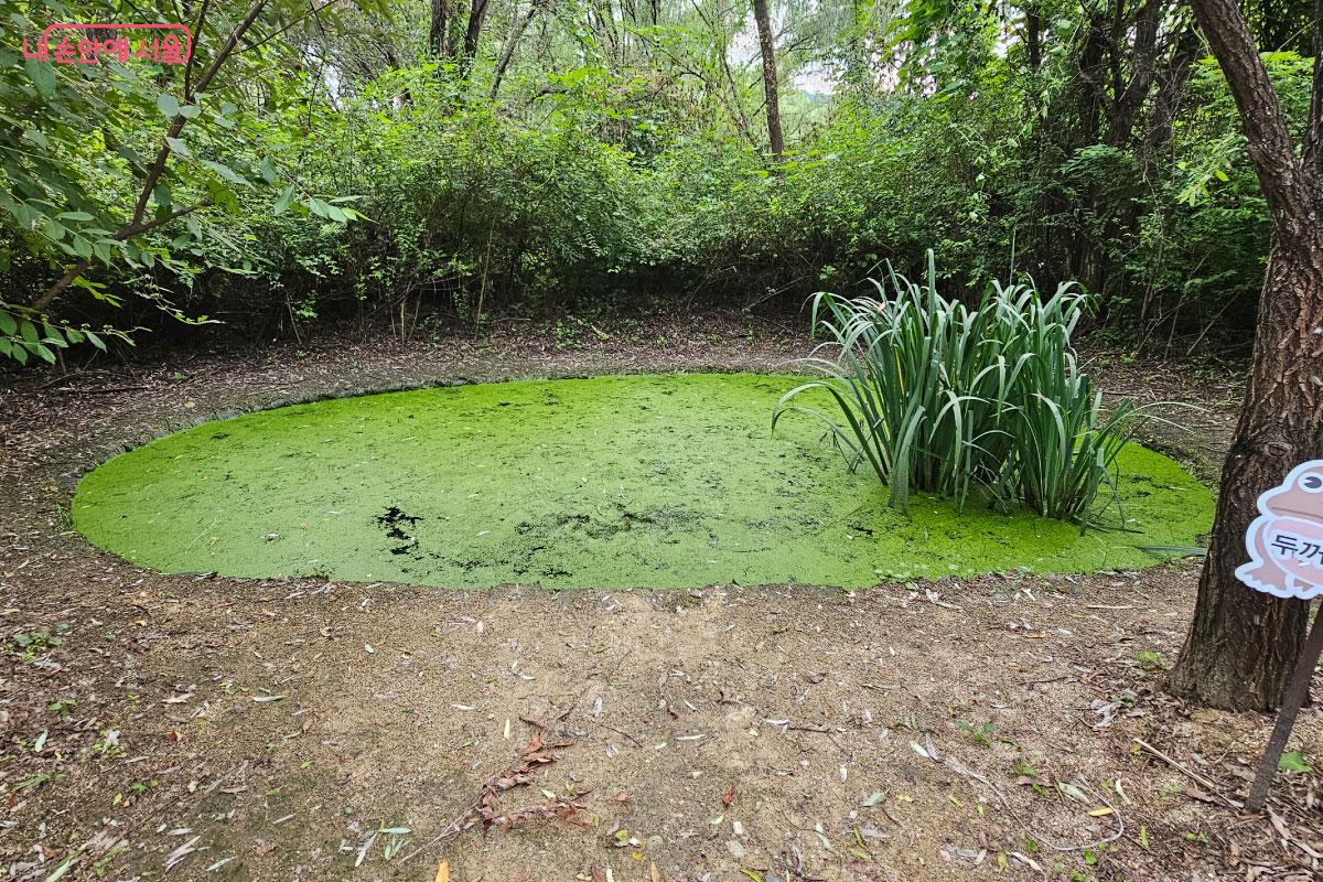 개구리가 서식하는 연못 ©홍혜수