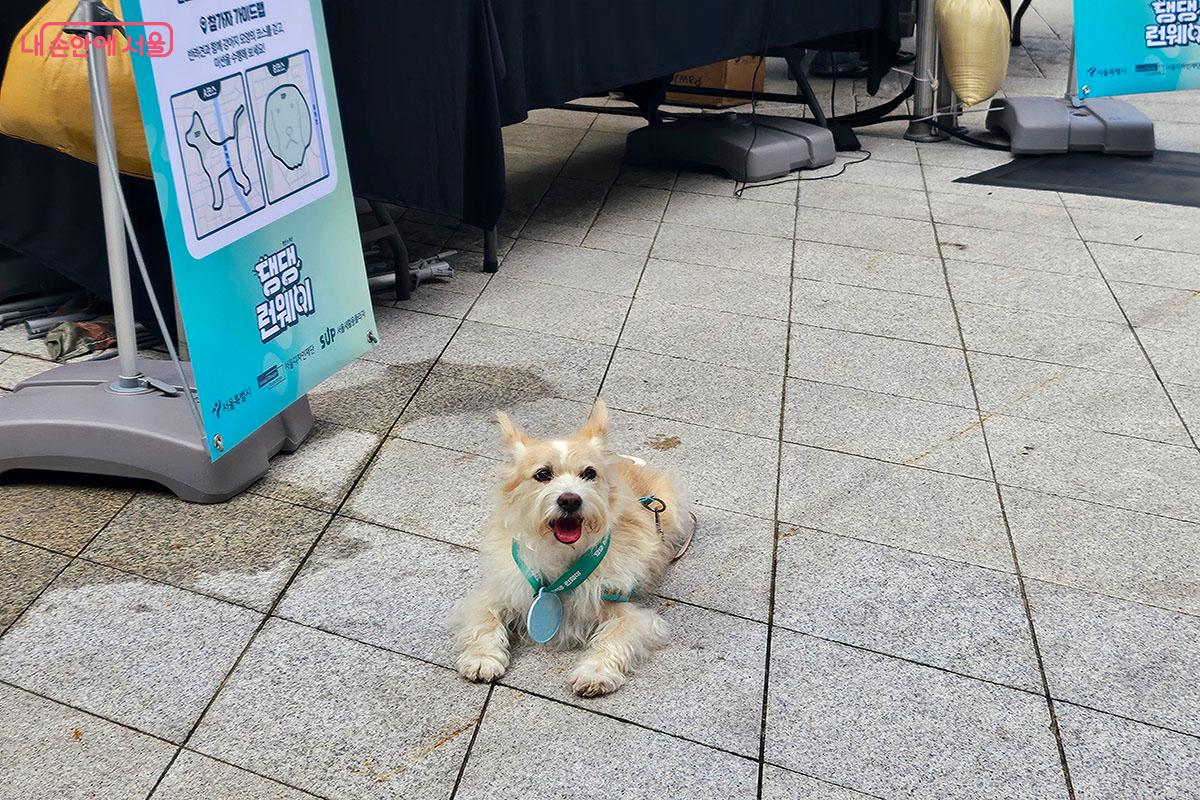 ‘댕댕트레킹’을 완주하고 메달과 간식을 받은 강아지 ©이정민