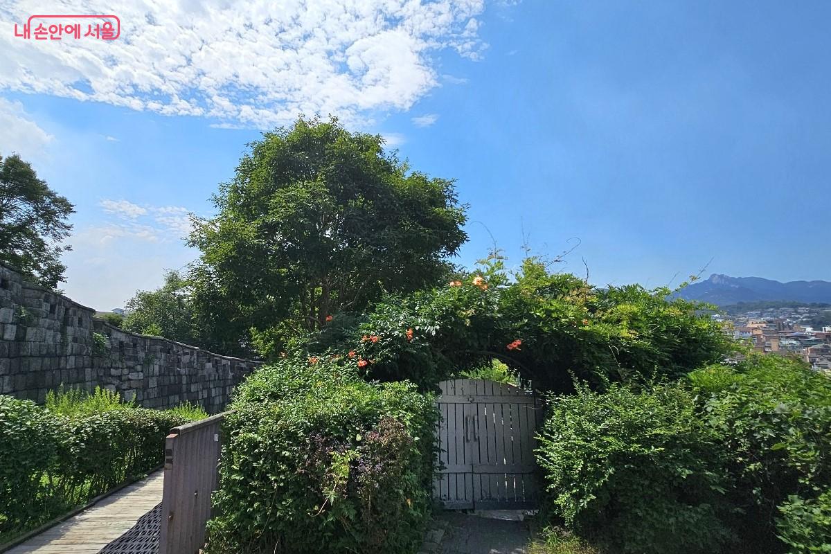 푸른 숲에 둘러 쌓여 동화책에 나올 것 같은 나무 대문의 어느 집 ©최정윤