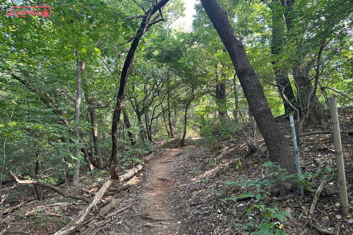 쉼터 옆에는 산속 흙길도 즐길 수 있다. ©김재형