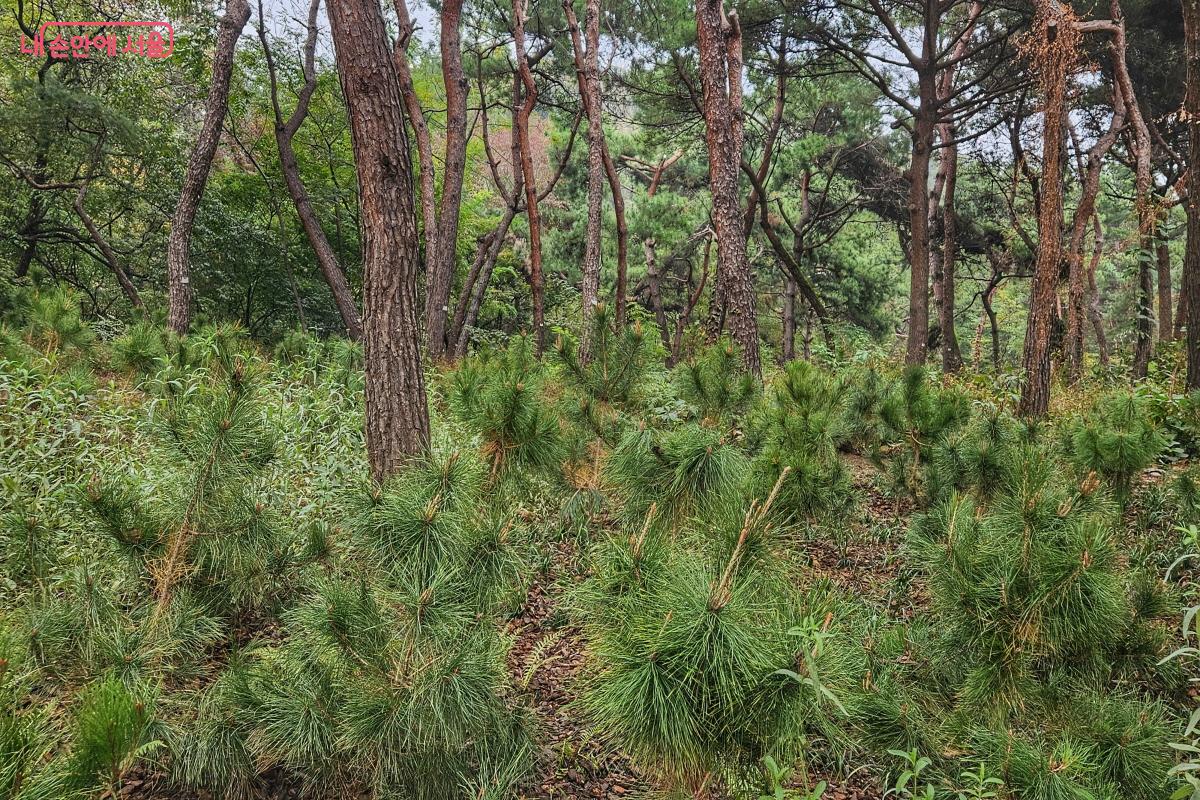 남산 소나무 후계목을 식재했다. ©이선미