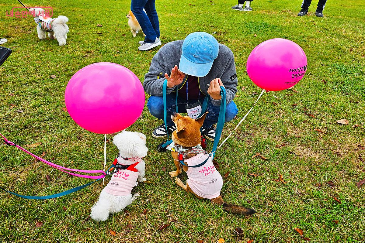 동행런에 참가한 사랑스러운 유기견들 &copy;이정민