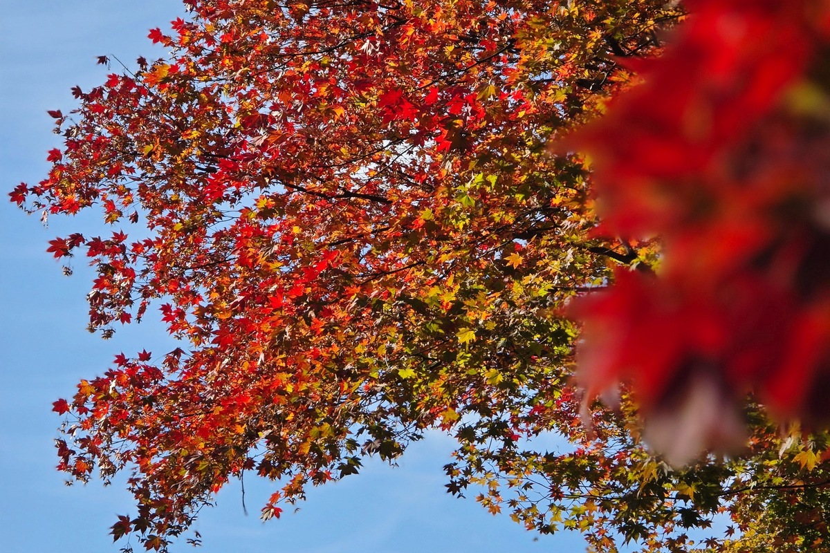 지금 가기 딱 좋아! 스마트서울맵 추천 '도심따라 단풍길' 코스 
