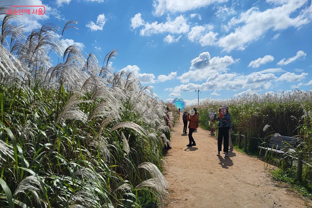 만개한 억새를 카메라에 담느라 여념이 없는 관광객들 ©권수진