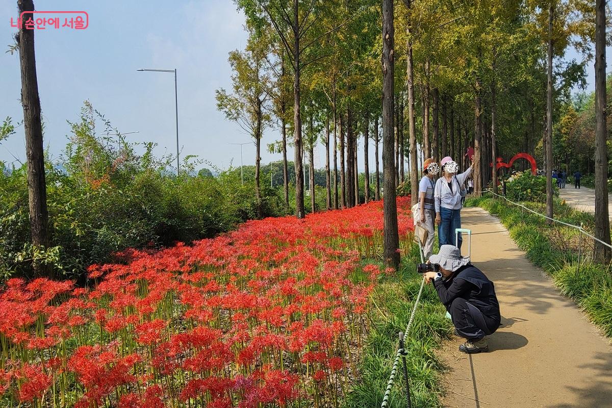 만개한 꽃무릇을 카메라에 담는 사람과 지인과 셀카를 찍는 사람들 ©권수진