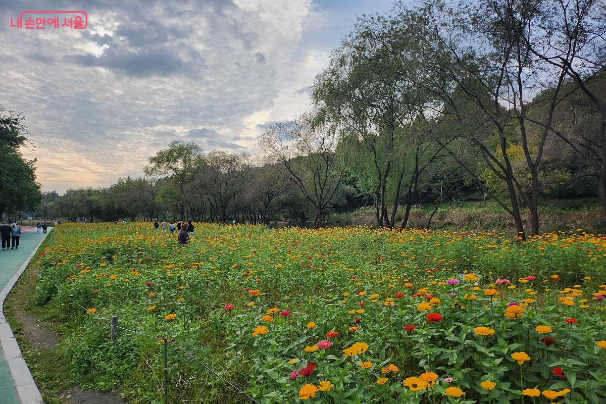 양재천을 따라 백일홍과 코스모스가 피어 있다. ©김진호