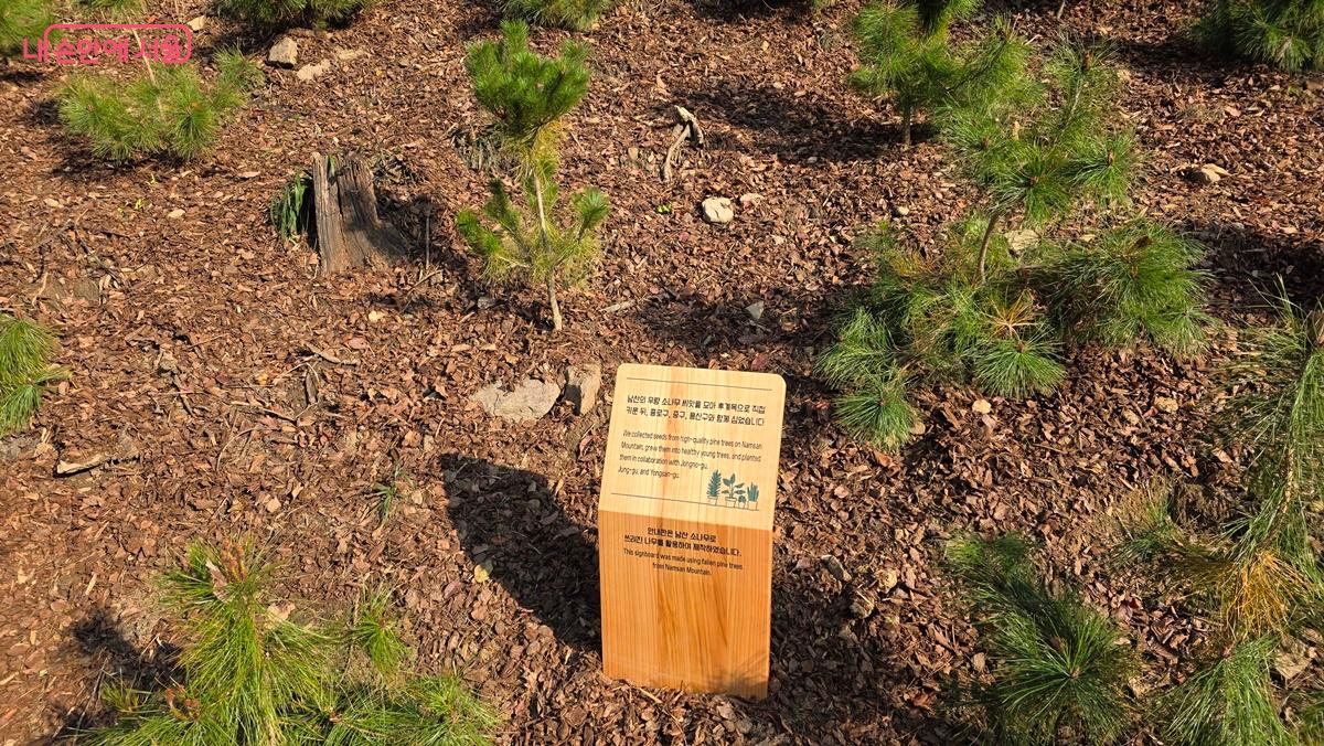 남산 하늘숲길 주변 빈 곳에는 남산의 우량 소나무 묘목을 심어 자연생태를 복원하고 있다. ©최용수