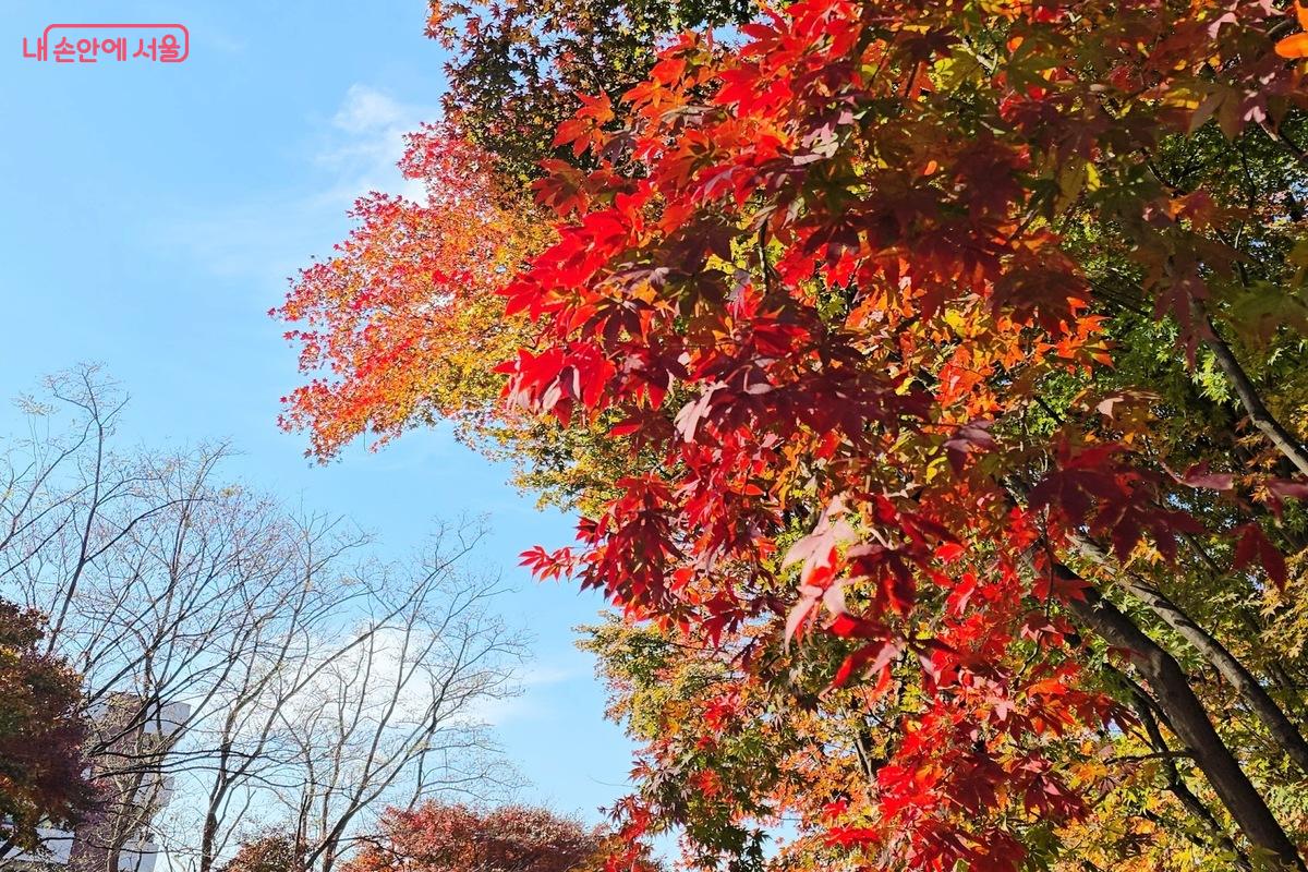 내 주변의 단풍길이 어디에 있는지 알고 싶다면 스마트서울맵을 이용하면 된다. ©김은주
