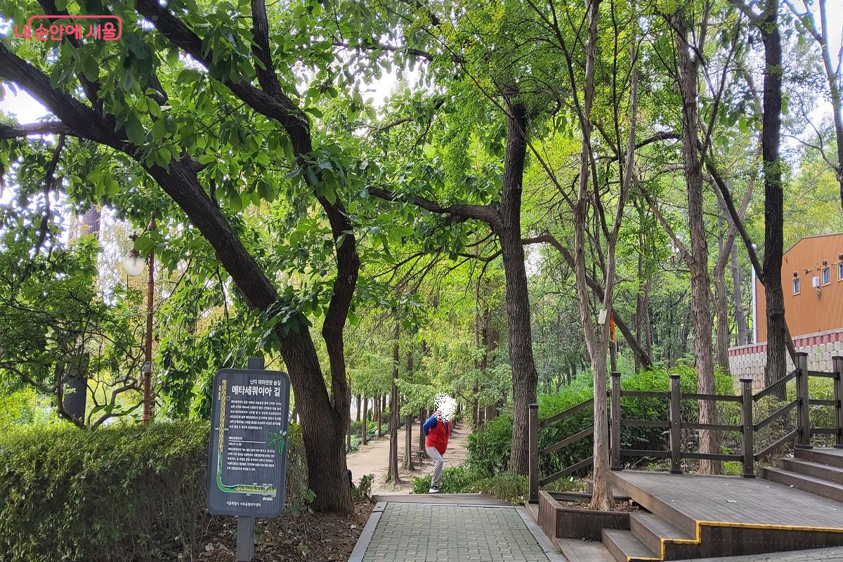 계단을 올라서면 드디어 메타세쿼이아길을 만날 수 있다. ©권수진
