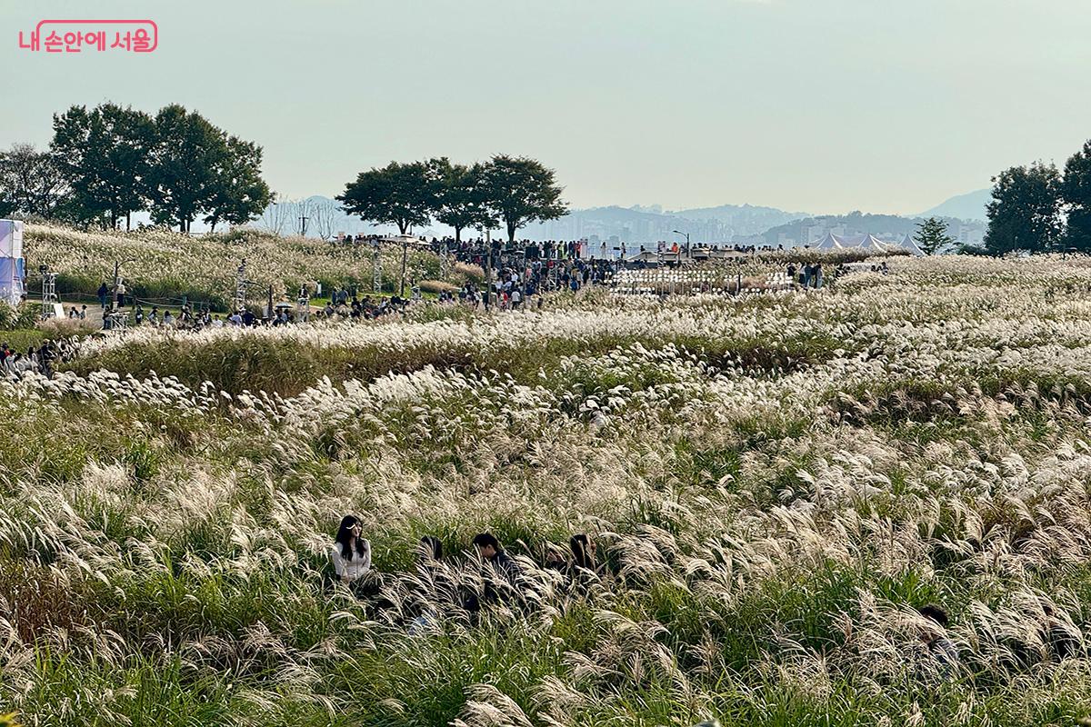 억새밭을 따라 이어진 관람객 행렬 ©김미정