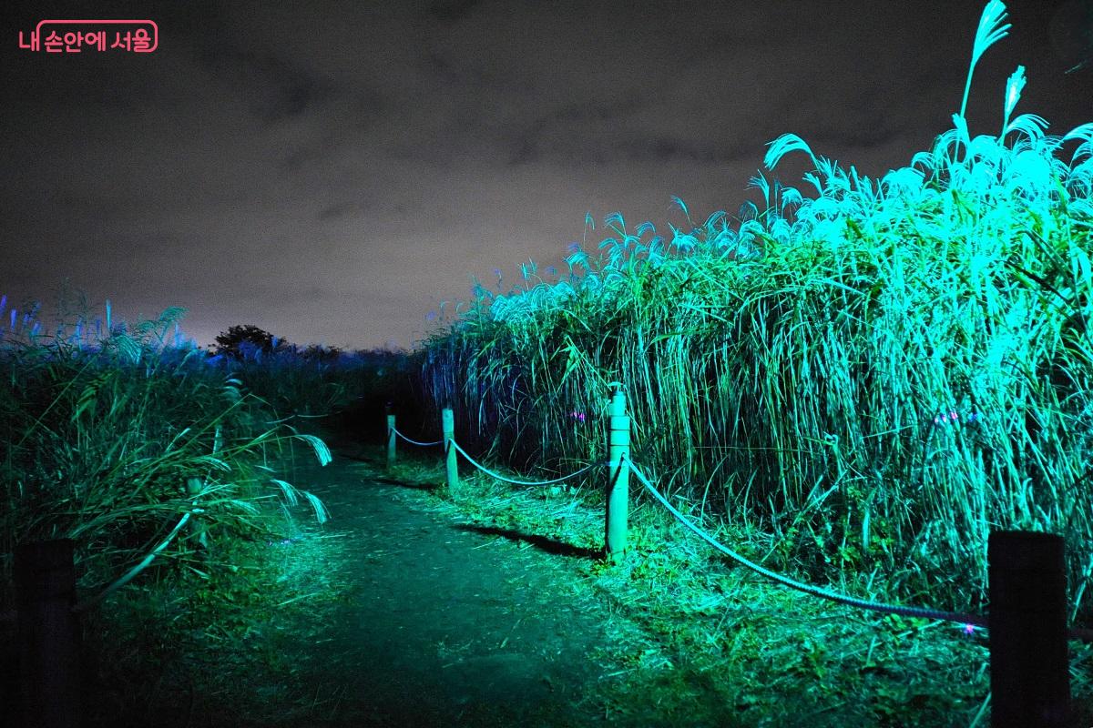 경관 조명은 억새의 색깔을 더욱 환상적으로 바꾸어준다. ©조수봉