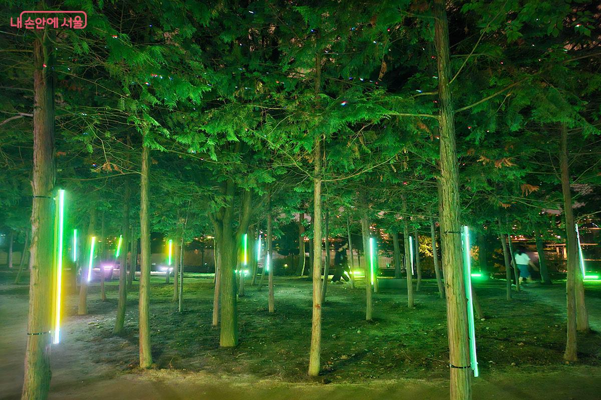서형석, 엘디랩의 작품으로 편백나무 숲을 빛을 매개로 해 치유와 휴식의 공간으로 만든 <숨쉬는 숲> ©이정민