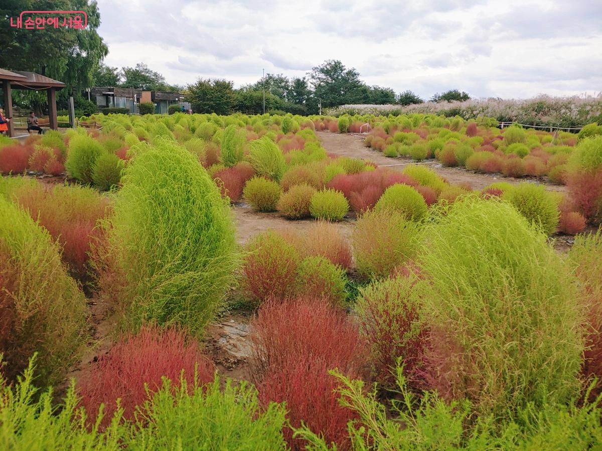 점차 붉게 물들어 가는 댑싸리도 장관이다. ©김병규