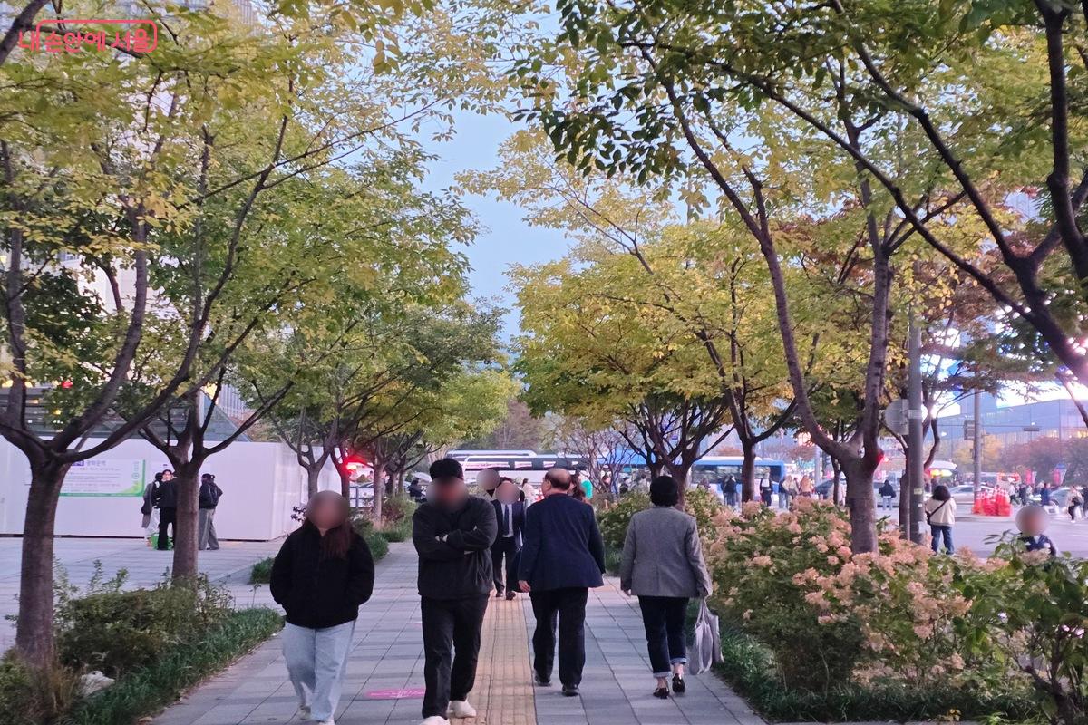 세종대로의 단풍길은 광화문광장의 활기찬 모습과 어우러져 색다른 즐거움을 준다. ©김은주