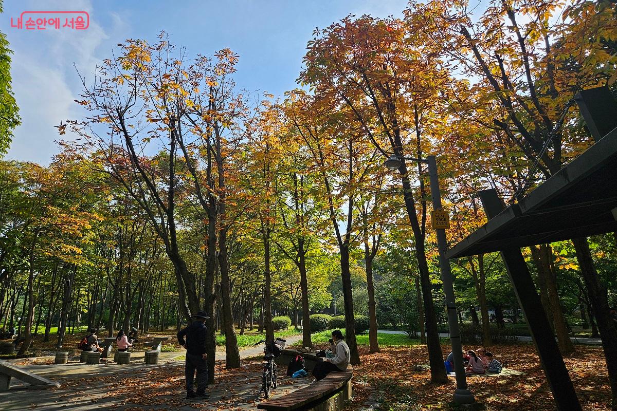 햇살과 단풍이 어우러진 모습이 아름답다. ©김진호