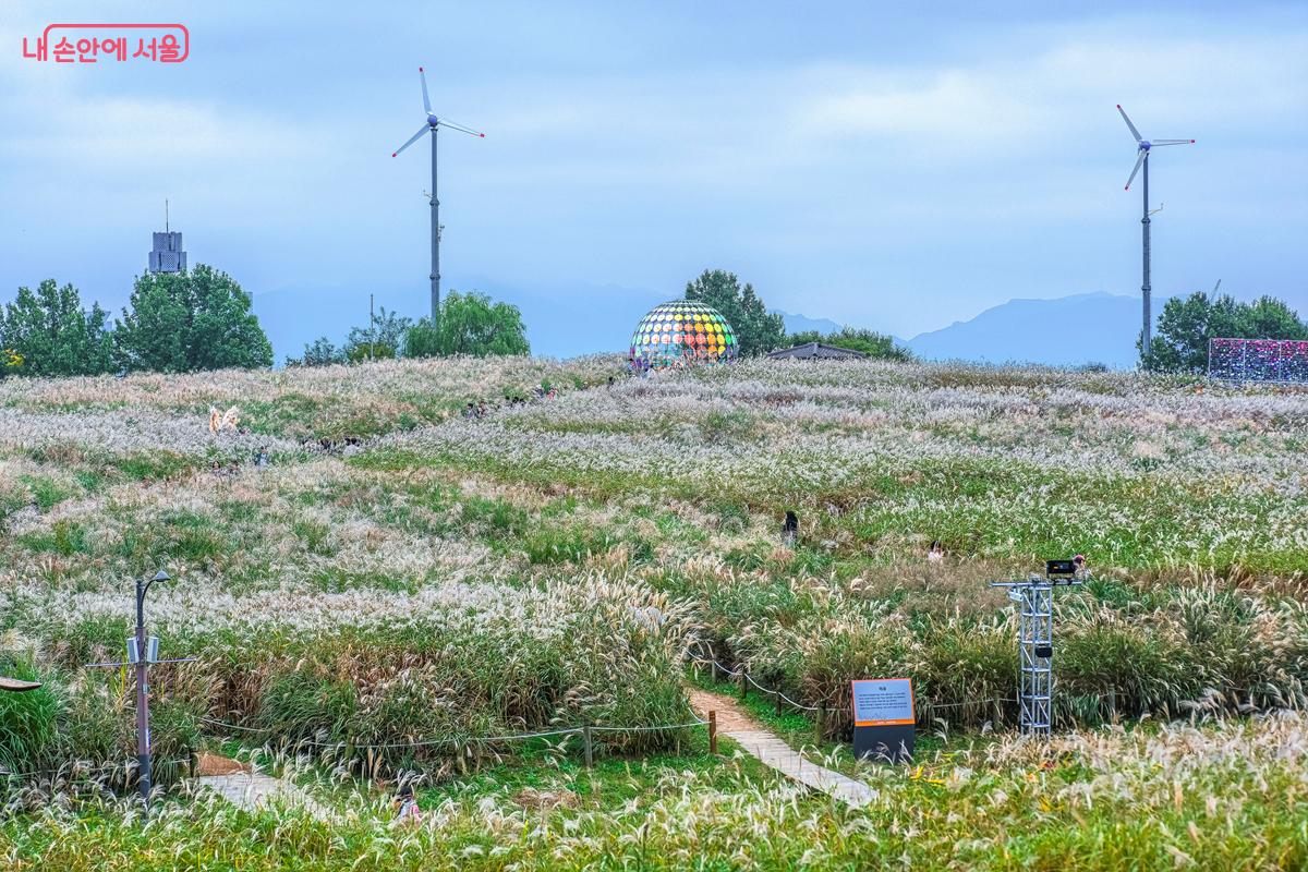 끝없이 펼쳐진 억새밭 너머, 예술작품들이 설치되어 있는 예술존이 보인다. ©박우영