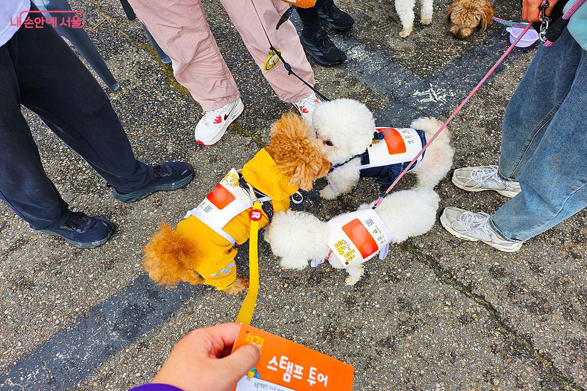 동행런에 참여해 친구와 인사하는 강아지들 &copy;이정민