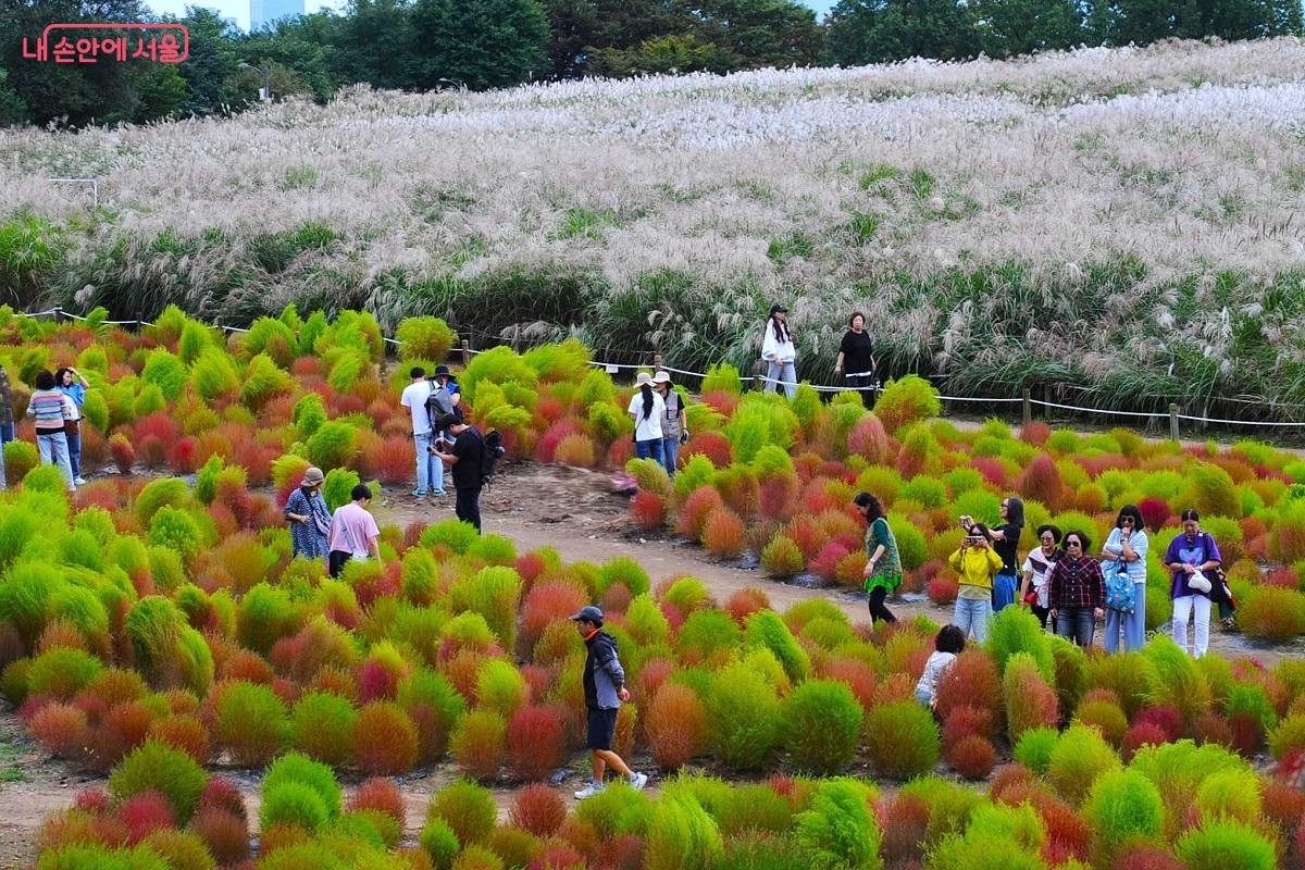 사진 찍기 좋은 억새밭과 댑싸리밭에 모인 탐방객들 ©조수봉