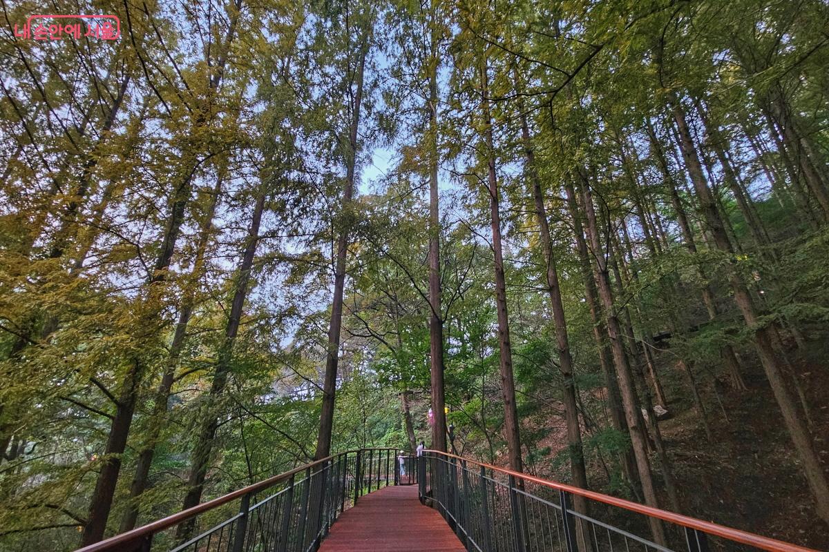 메타세쿼이아 사이로 난 데크길은 바라보기만 해도 눈이 시원해진다. ©이선미