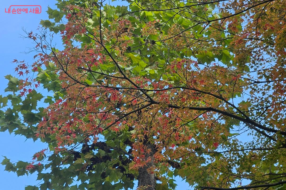 마치 물감이 퍼져 나가는 것만 같은, 나뭇잎 풍경 ©김진호