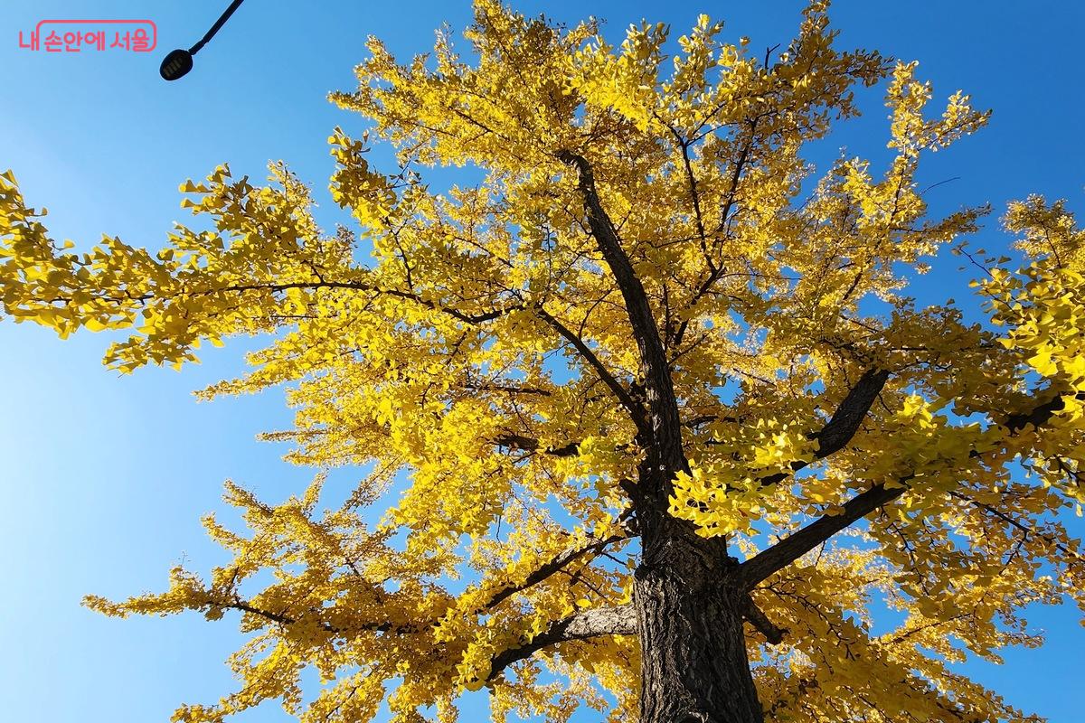 정동길에서 노랗게 물든 은행나무를 만날 수 있다. ©김은주