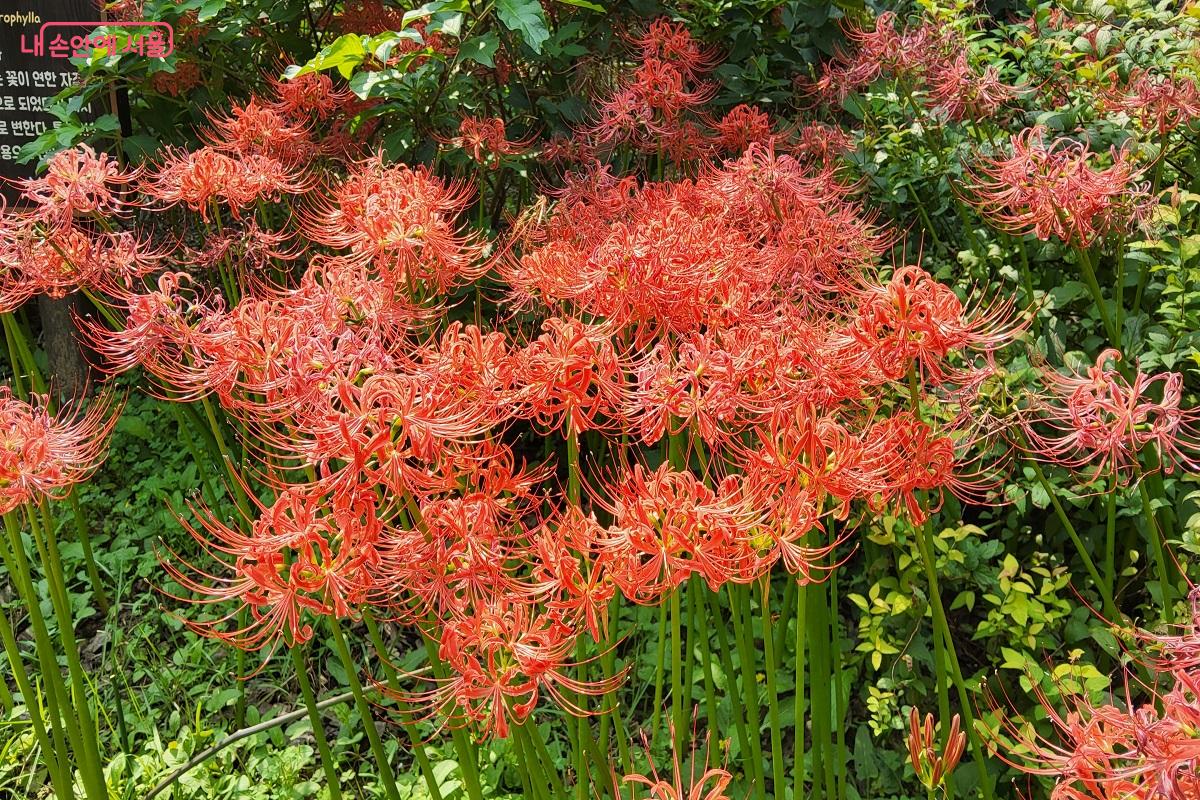 가을 햇살 아래 눈부신 꽃무릇 ©권수진