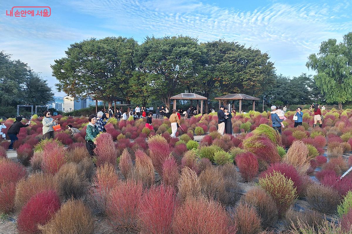 하늘공원에는 갈대뿐 아니라 다양한 색의 화초가 관람객들의 이목을 끌었다. ©백승훈