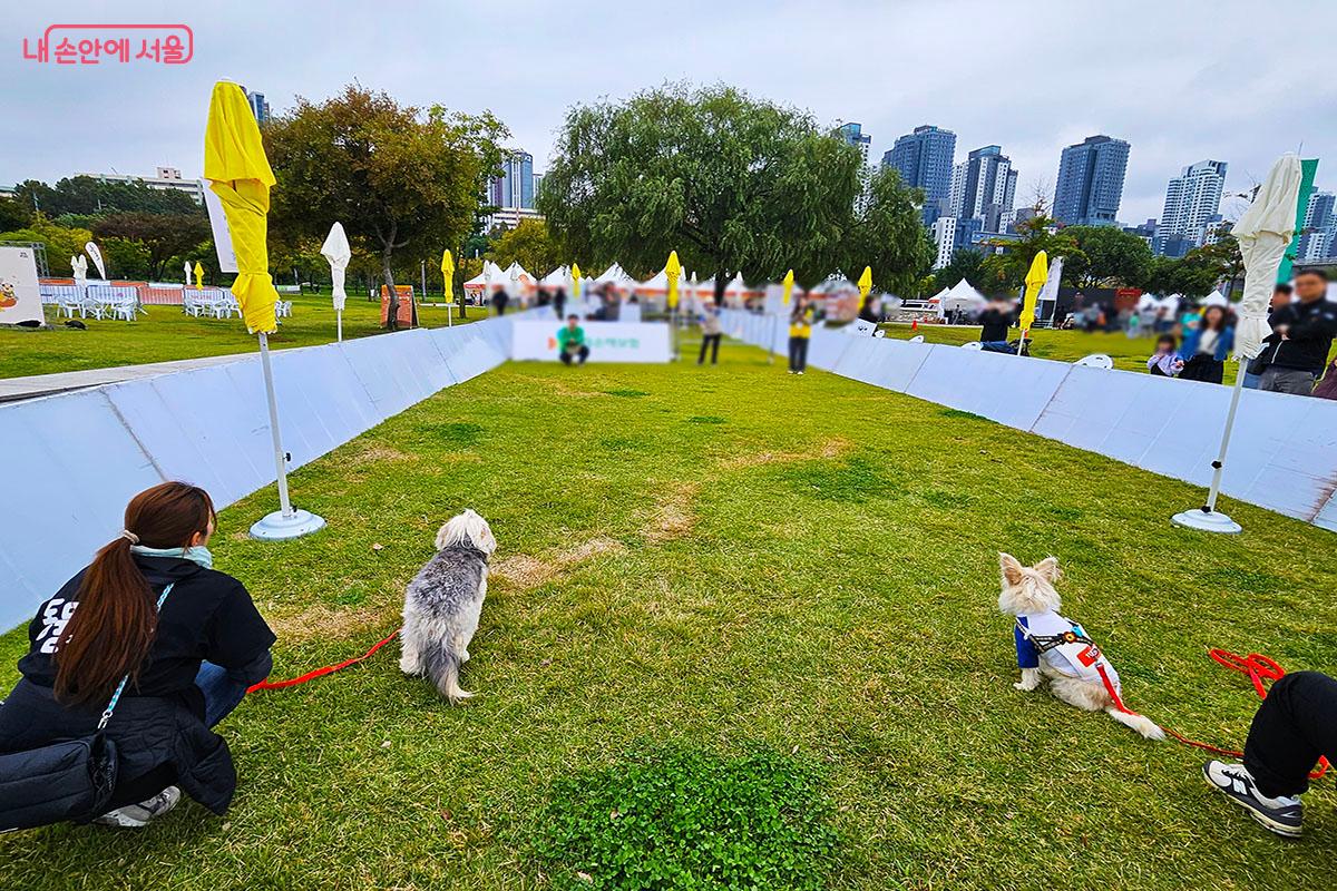 보호자를 향해 달려오는 강아지의 기록을 재는 '달려오개' &copy;이정민
