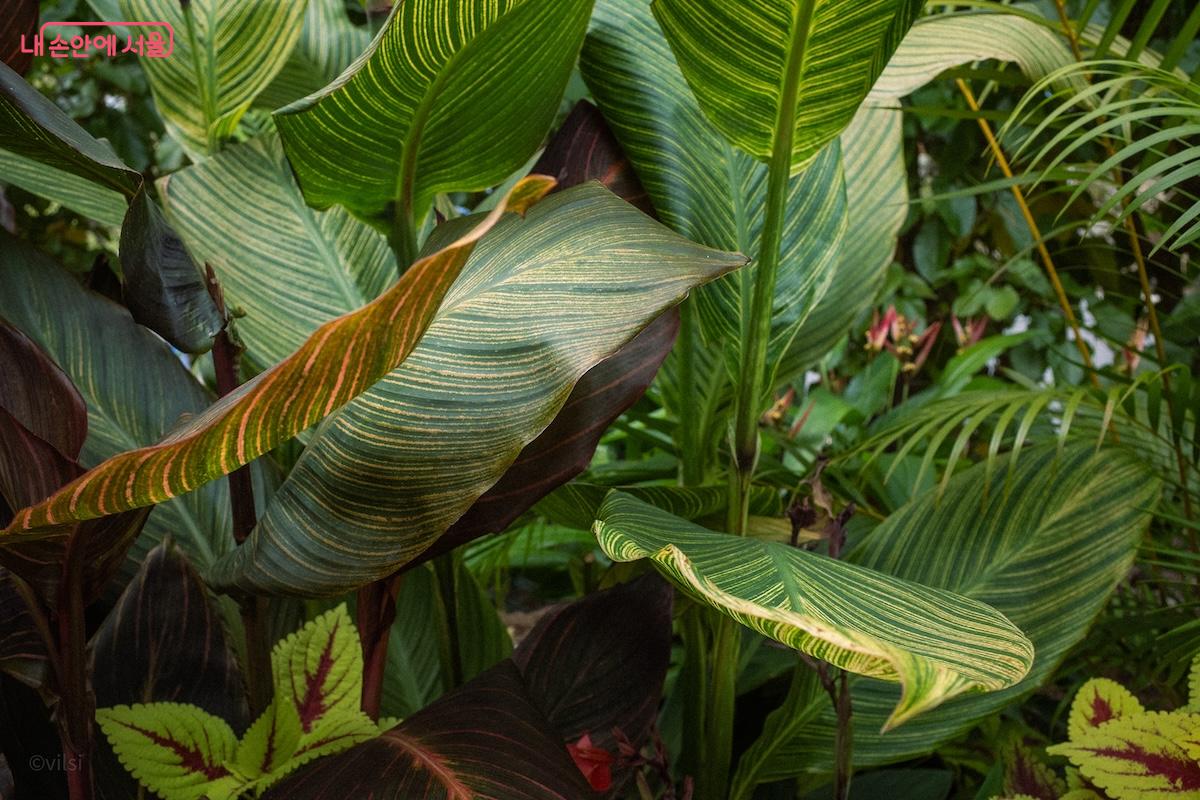 선을 담당하는 조연 식물들의 아름다운 잎도 감상할 수 있다. ©이진형