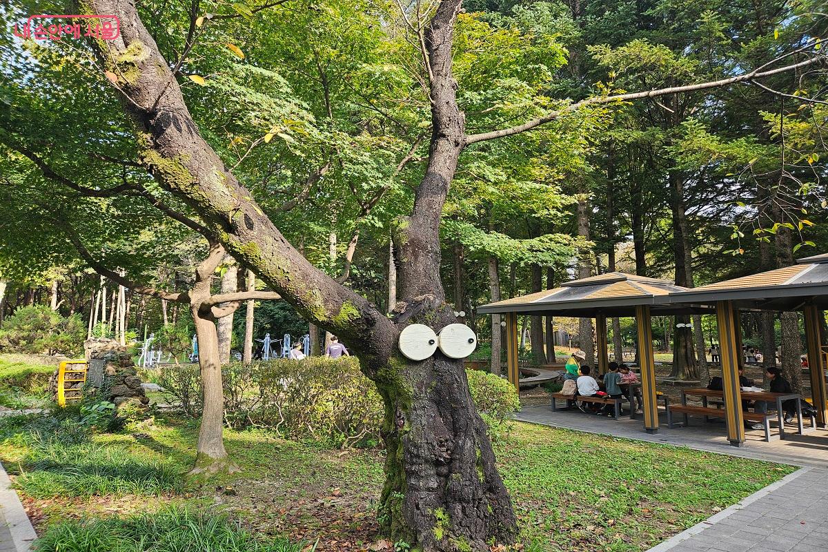 아이들에게 친근감을 주는 귀여운 나무 얼굴 ©김진호