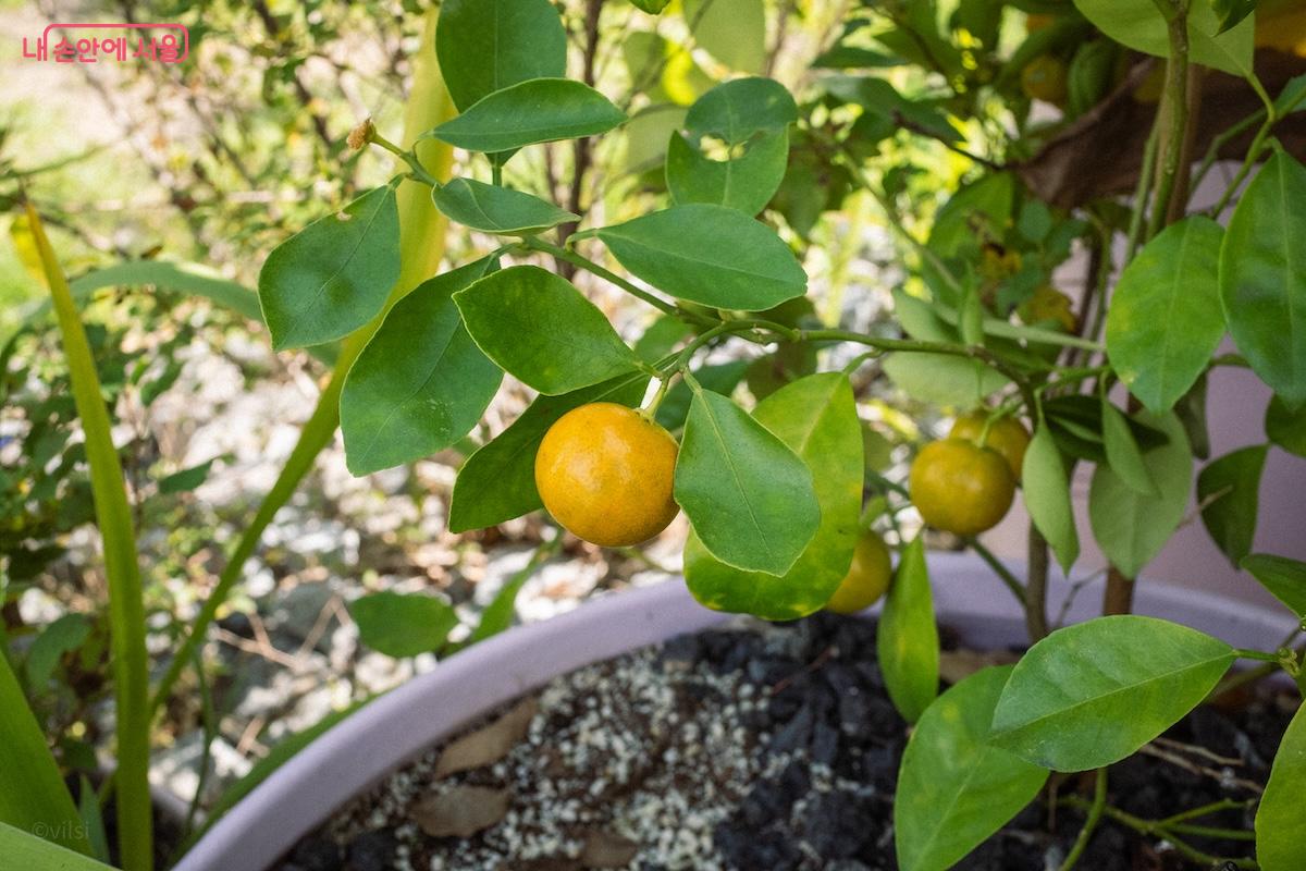 동작구 정원에서는 둥근 유주나무 열매도 볼 수 있다. ©이진형