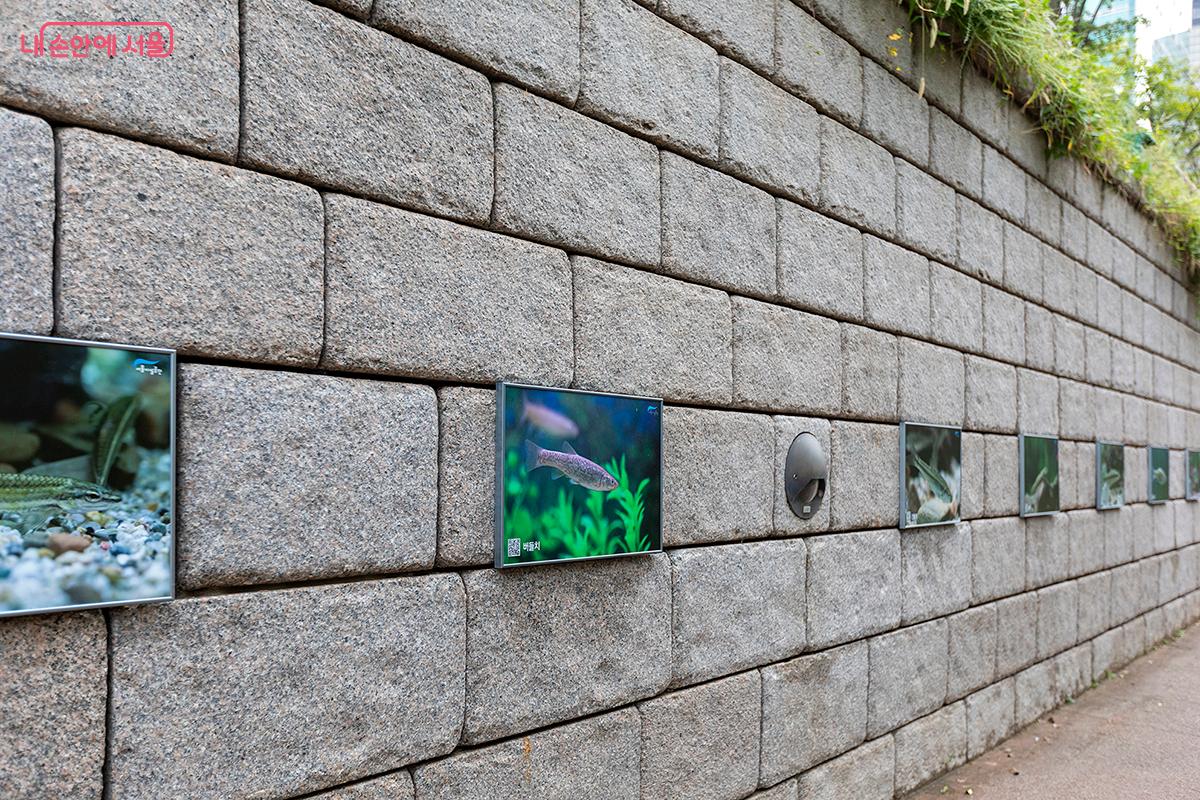 청계천 복원 20주년 기념 ‘청계천의 생명들’ 사진 전시회  ©문청야