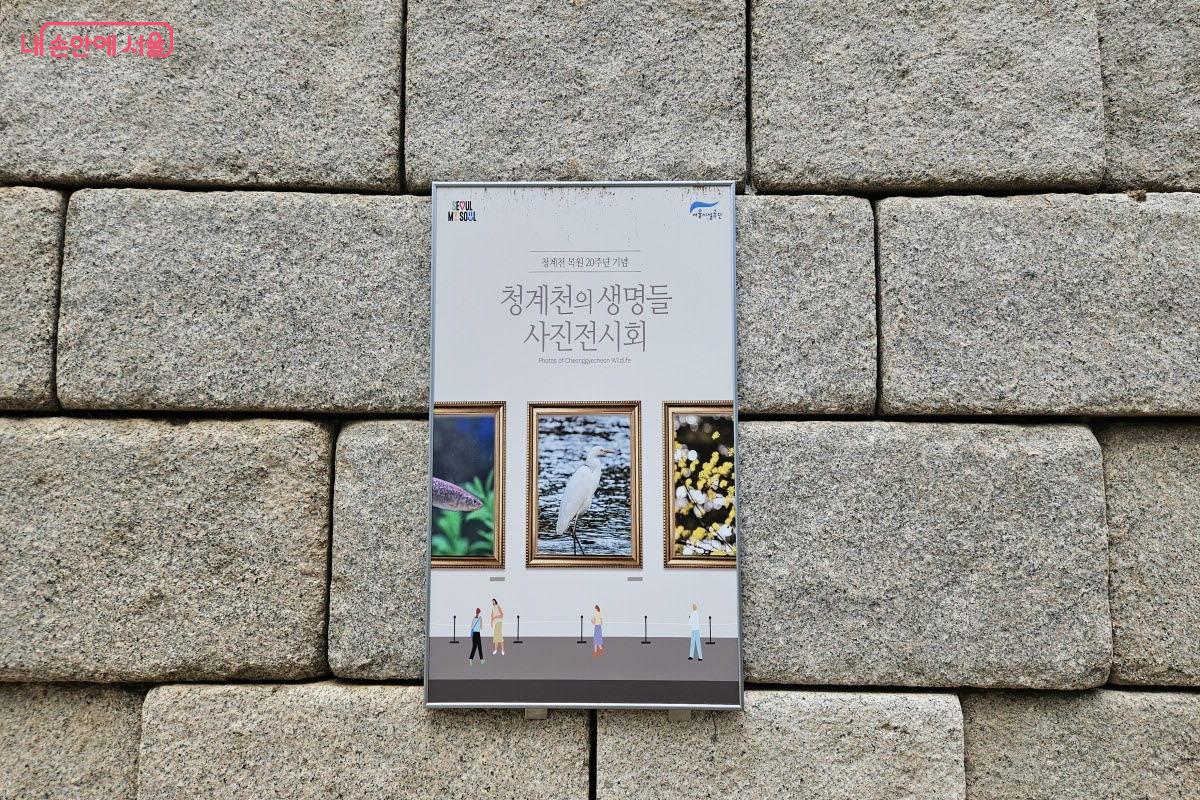 청계천 복원 20주년 기념 ‘청계천의 생명들’ 사진 전시회가 진행 중이다. ©이선미