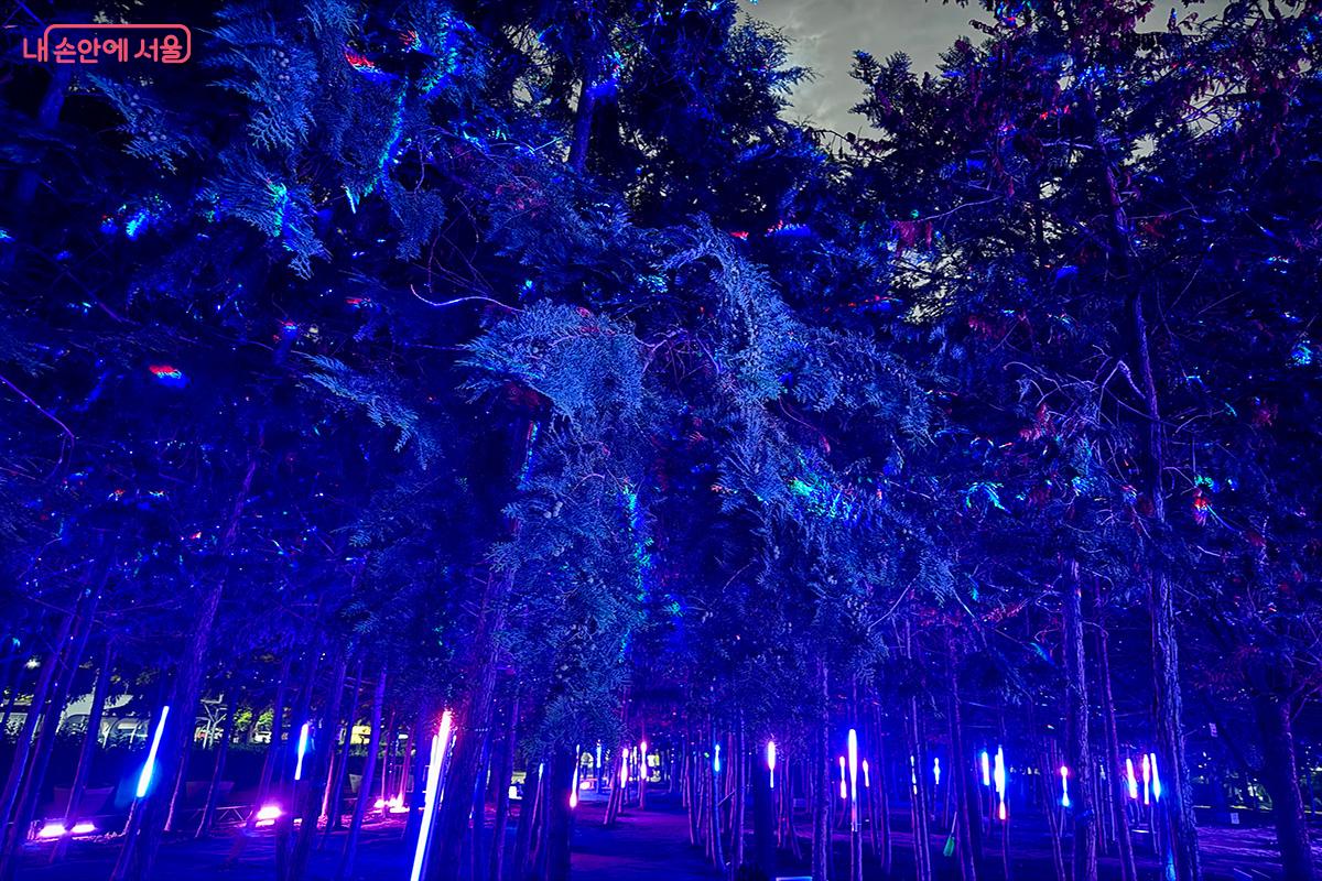 뚝섬한강공원 편백나무 숲에 빛을 설치하여 마치 반딧불이가 있는 숲속을 걷는 듯한 느낌을 주는 '숨쉬는 숲' ©김미정