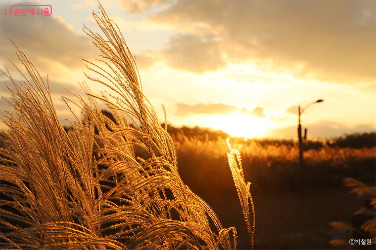 10월 18일부터 7일간, 월드컵공원 하늘공원 일대에서 서울억새축제가 열린다. 