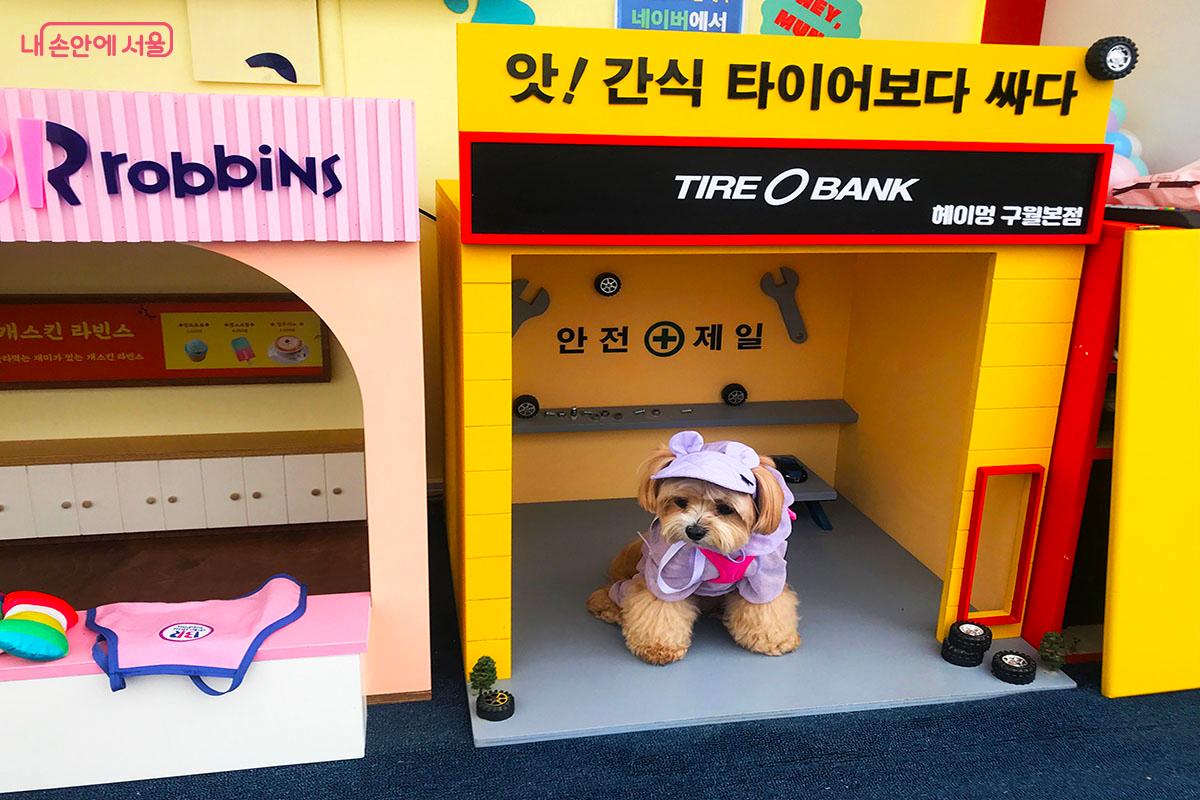 다양한 콘셉트의 포토트럭에서 사진을 찍는 댕댕이 &copy;이정민