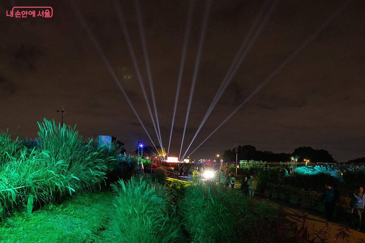 푸른빛 조명과 억새가 어우러지며 마치 다른 세상에 온 듯한 몽환적인 분위기를 자아낸다.ⓒ장신자