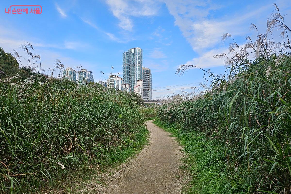 억새가 무성한 곳은 사진 찍기 좋아 보였다. ©김진호