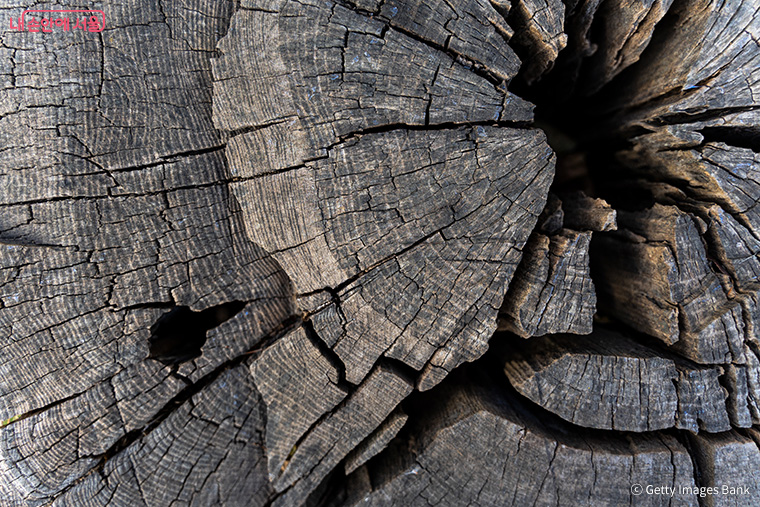 나무 조각 유적의 나이테 무늬를 활용해 연대 측정 실험의 오차를 따져 볼 수 있다. 