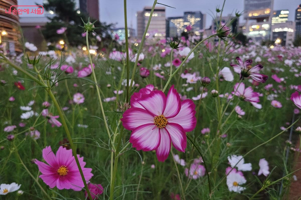 열린송현녹지광장에서 만난 가을 정원 ©박미선 