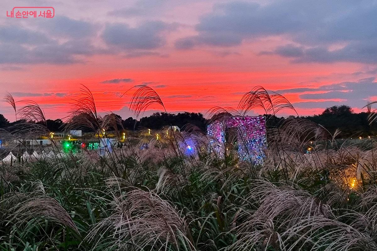 저녁노을이 억새밭 풍경에 멋을 더해 준다. ©조수봉