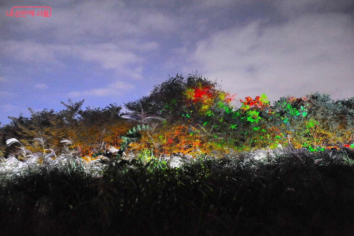 나무숲을 배경으로 작품을 만들어 내는 미디어아트 ©조수봉