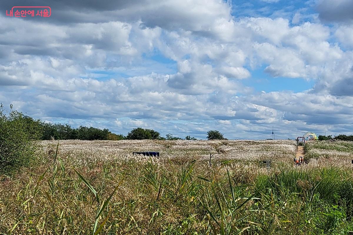 멋진 날씨까지 도와주고 있는 요즘, 은빛 억새의 물결로 출렁이는 하늘공원으로 떠나 보자. ©권수진