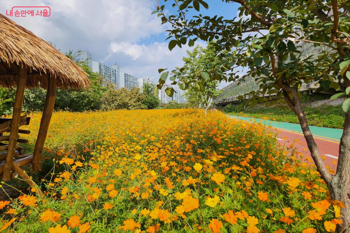 '북부런'에 참가하면서 중랑천 산책로를 걷다가 만난 꽃밭을 보면서 가을의 정취에 빠져든다.ⓒ윤혜숙