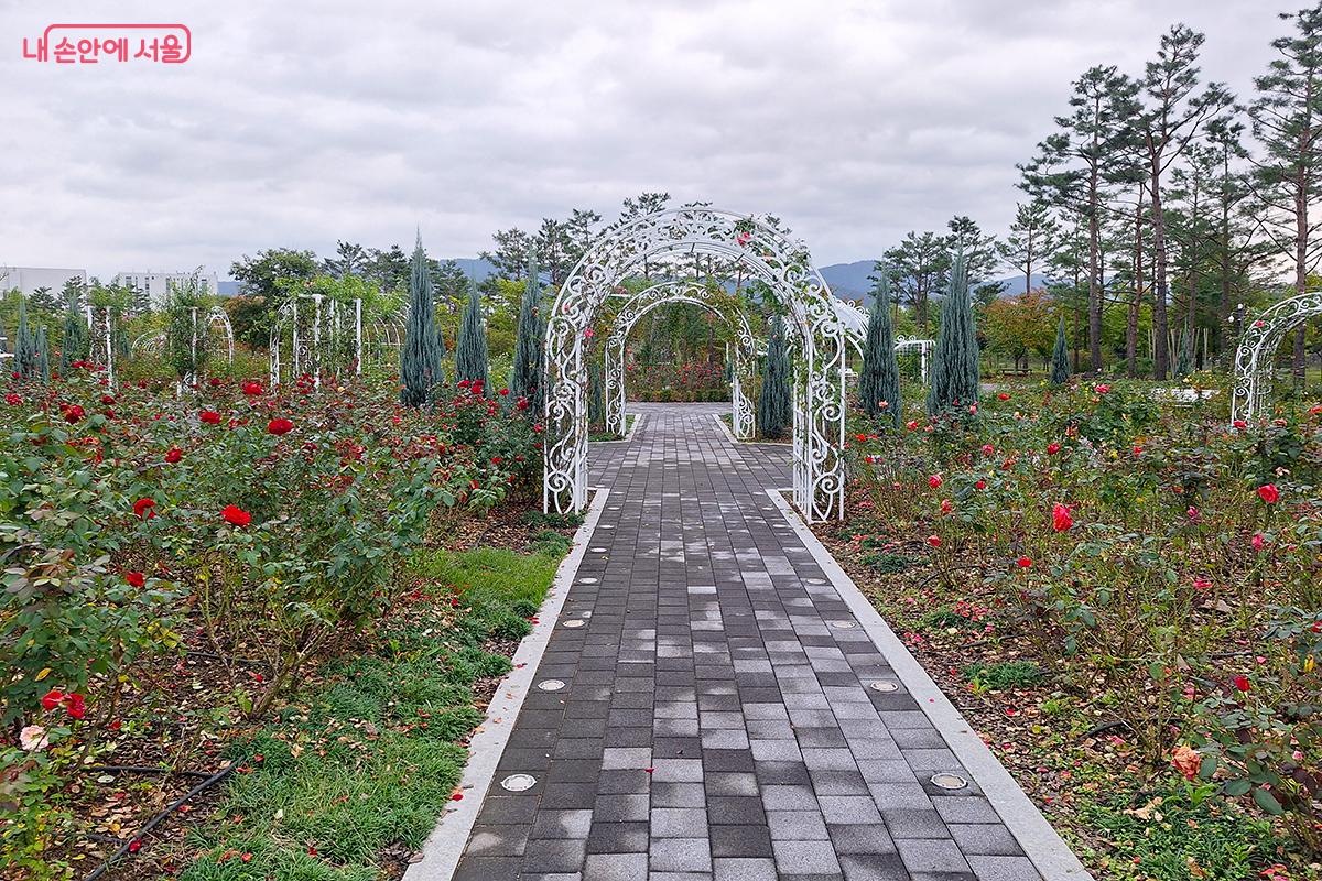 율현공원 장미원 '로즈가든'에 여름 내내 활짝 피었던 장미들이 여전히 화사한 모습을 자랑하고 있다. ©이혜숙