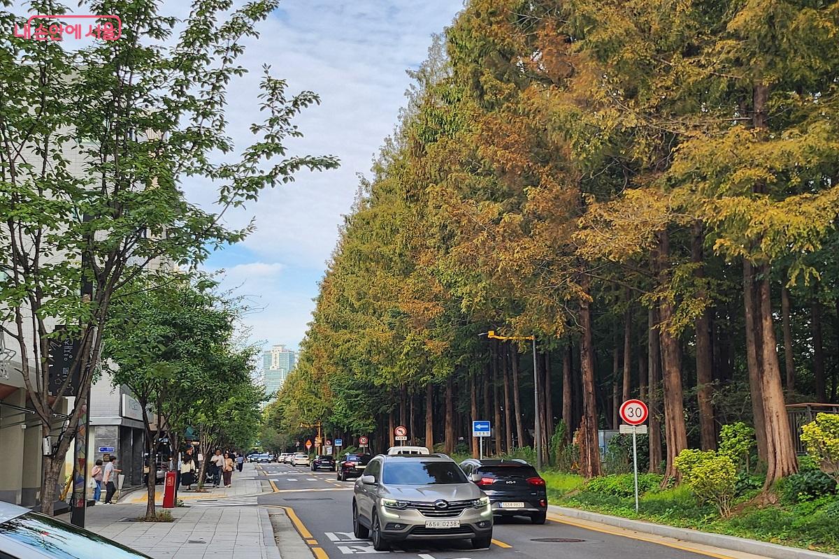 양재천 입구의 나무들도 서서히 그 색을 바꿔가는 중이다. ©김진호