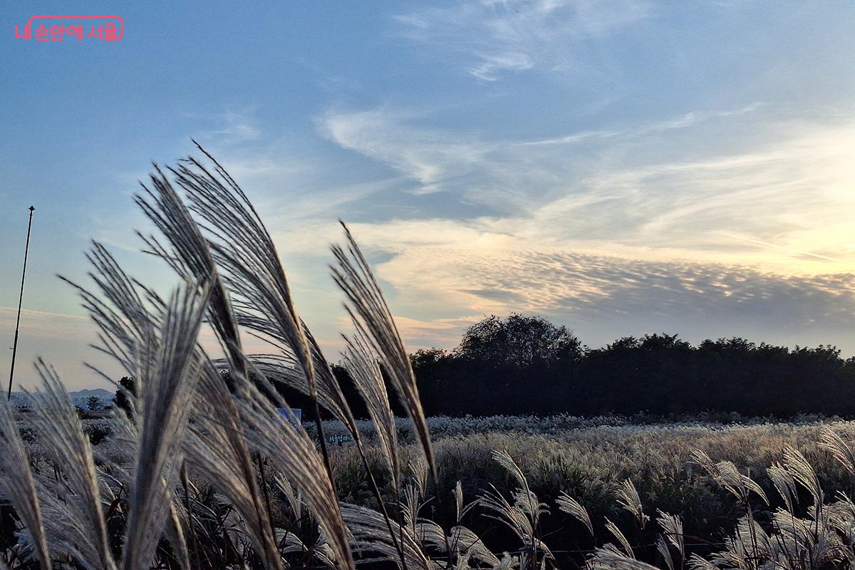 ‘제24회 서울억새축제’가 열렸던 하늘공원의 가을 하늘이 아름답다. ©백승훈