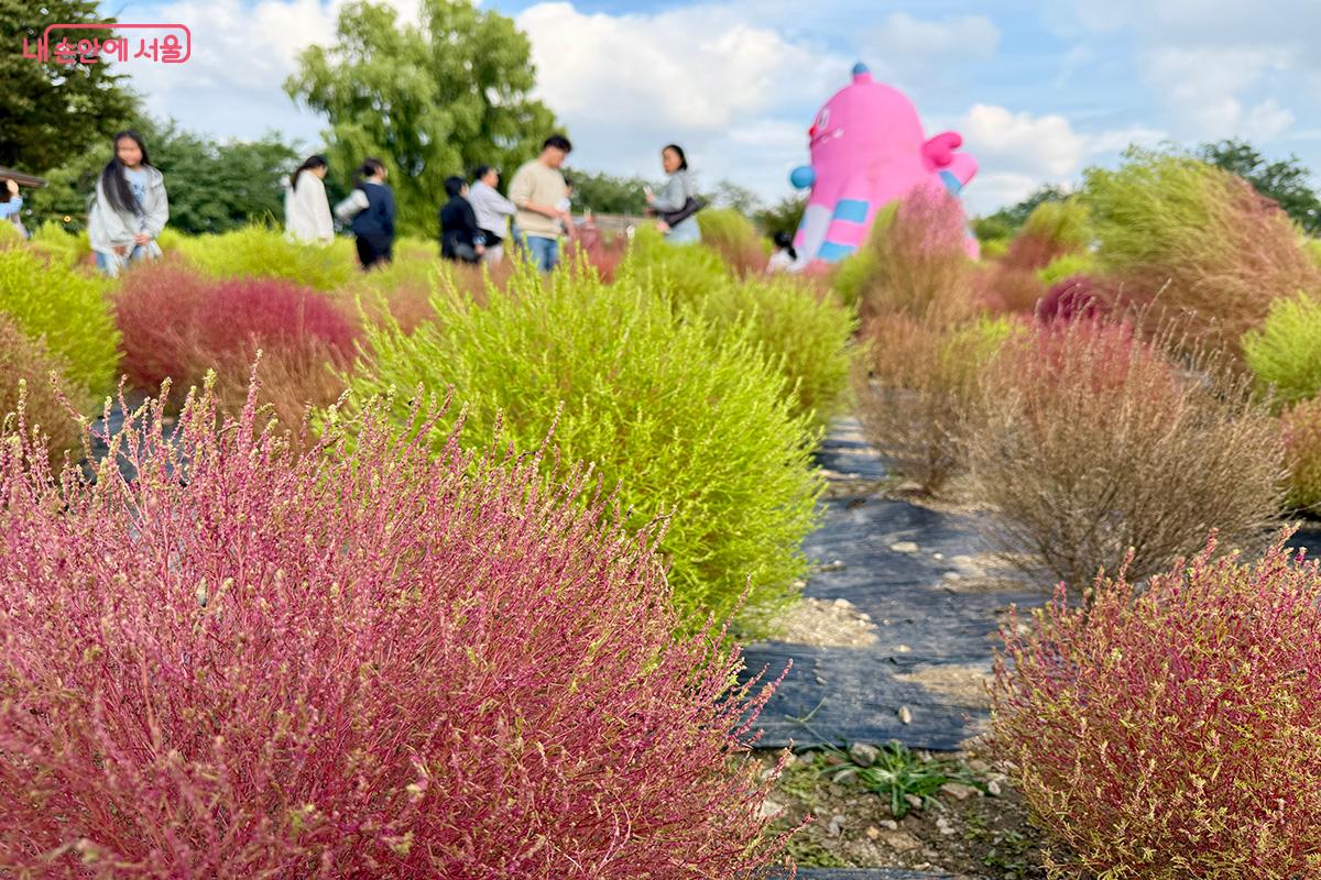 가을의 정취를 더해주는 알록달록한 댑싸리 ©김미정